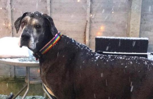 Murió el perro más alto del mundo (realmente enorme), considerado el de “mayor corazón” Murió el perro más alto del mundo (realmente enorme), considerado el de “mayor corazón”