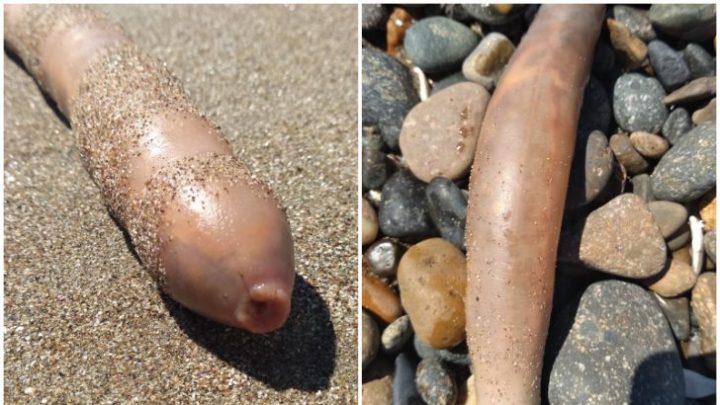«Peces pene» aparecieron en una playa de Comodoro Rivadavia: mirá las fotos