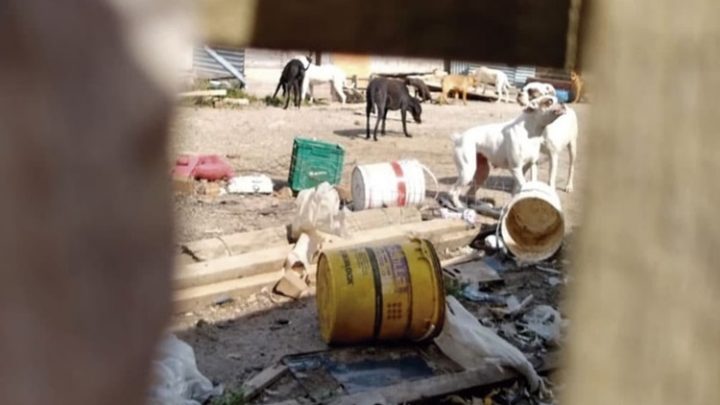 Denuncia por una treintena de perros abandonados en una vivienda