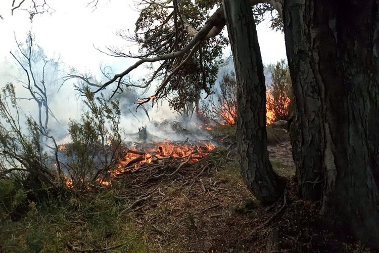 Incendio de pastizales en Ushuaia
