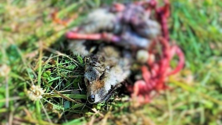 Repudiable: Dos sujetos mataron y descuartizaron un zorro y dejaron truchas tiradas en el campo