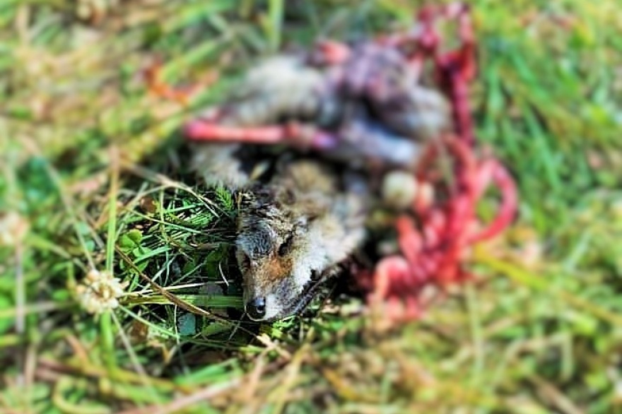 Repudiable: Dos sujetos mataron y descuartizaron un zorro y dejaron truchas tiradas en el campo