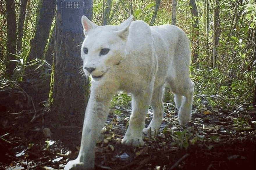 Logran fotografiar por primera vez un puma blanco, una mutación genética extremadamente rara