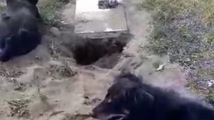 Dos perros excavaron una tumba en el cementerio Parque del Mar de Ushuaia