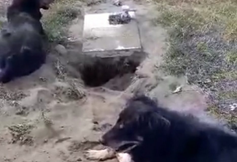 Dos perros excavaron una tumba en el cementerio Parque del Mar de Ushuaia