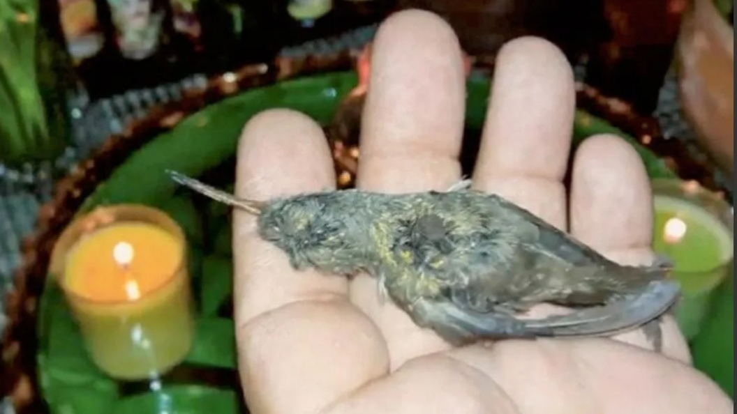 San Valentín: sacrifican animales en macabros rituales para enamorar