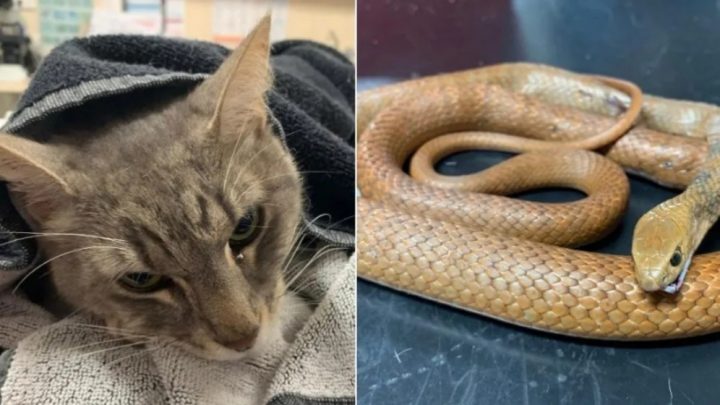 Arthur, el gato héroe que murió para salvar a dos nenes de una serpiente