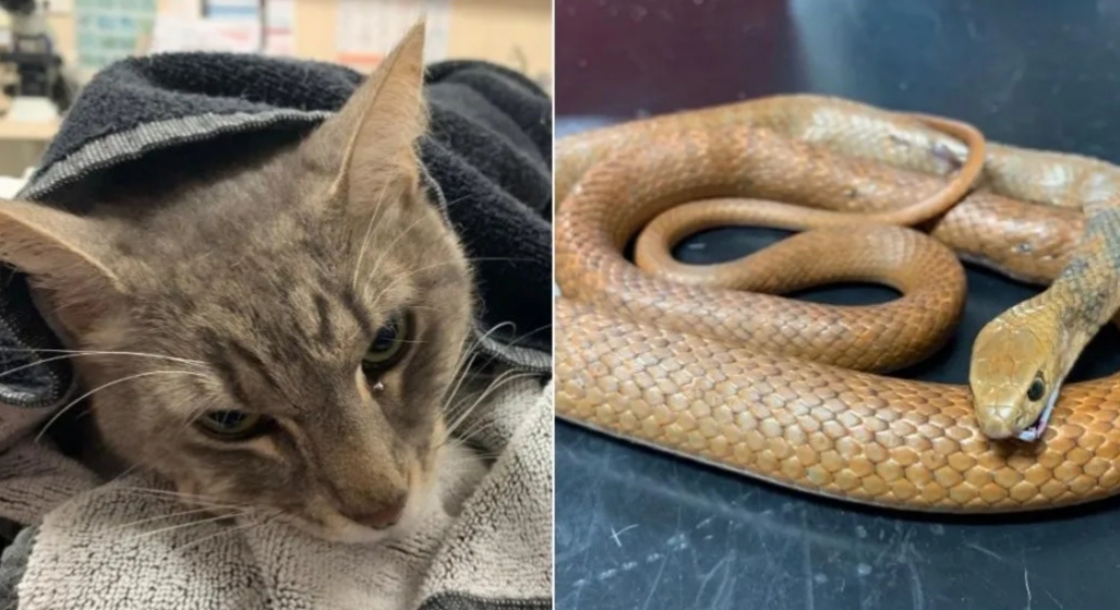 Arthur, el gato héroe que murió para salvar a dos nenes de una serpiente Arthur, el gato héroe que murió para salvar a dos nenes de una serpiente