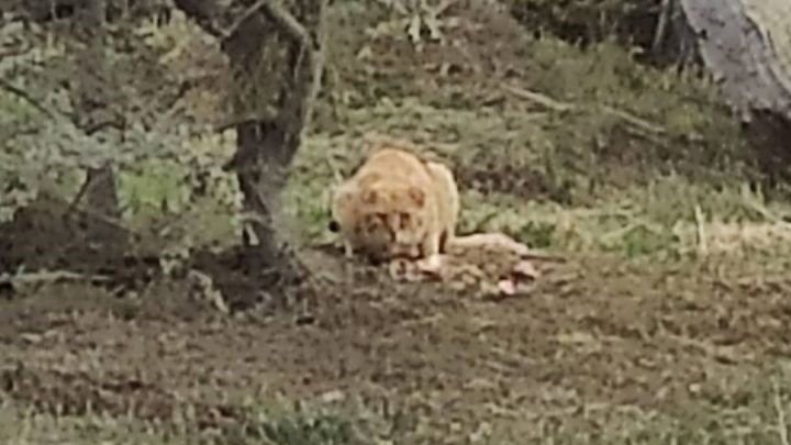 MISTERIOSA CRIATURA: UN GATO GIGANTE SUELTO EN TOLHUIN