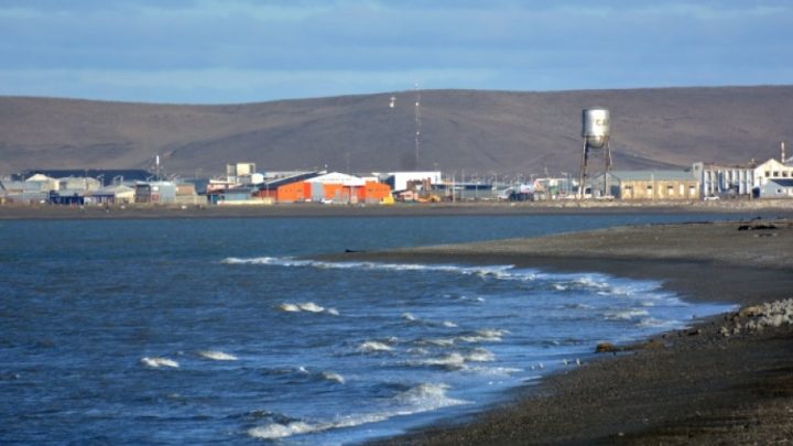Aparece encallada una Marsopa de Anteojos en la costa de Río Grande