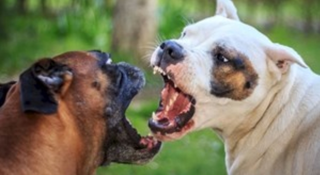 Imputan por homicidio culposo a la dueña de los perros que mataron a anciano en Berisso Imputan por homicidio culposo a la dueña de los perros que mataron a anciano en Berisso