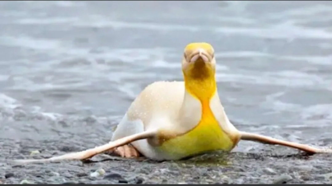 El pingüino amarillo: la rara especie que se hizo viral El pingüino amarillo: la rara especie que se hizo viral