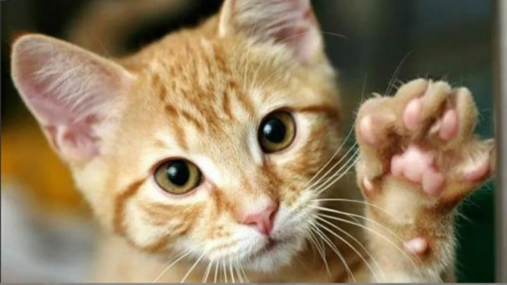 Venden un gato en 130.000 dólares porque su dueña asegura que cumple «deseos»