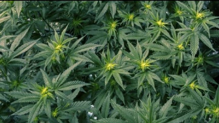 Allanaron en Río Grande un invernadero clandestino de marihuana