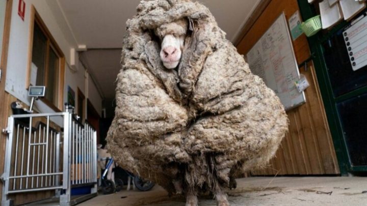 Baarack, la impresionante oveja con 35 kilos de lana hallada en Australia