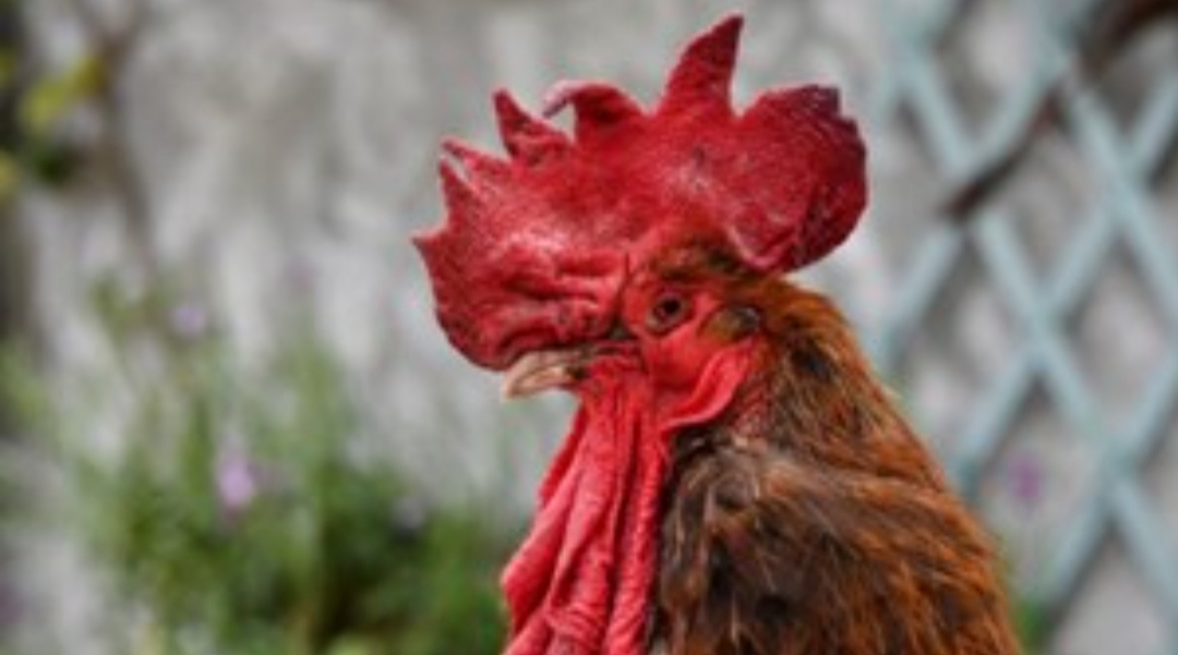 Recibió una multa de $ 40 mil por los ruidos que hace su gallo Recibió una multa de $ 40 mil por los ruidos que hace su gallo