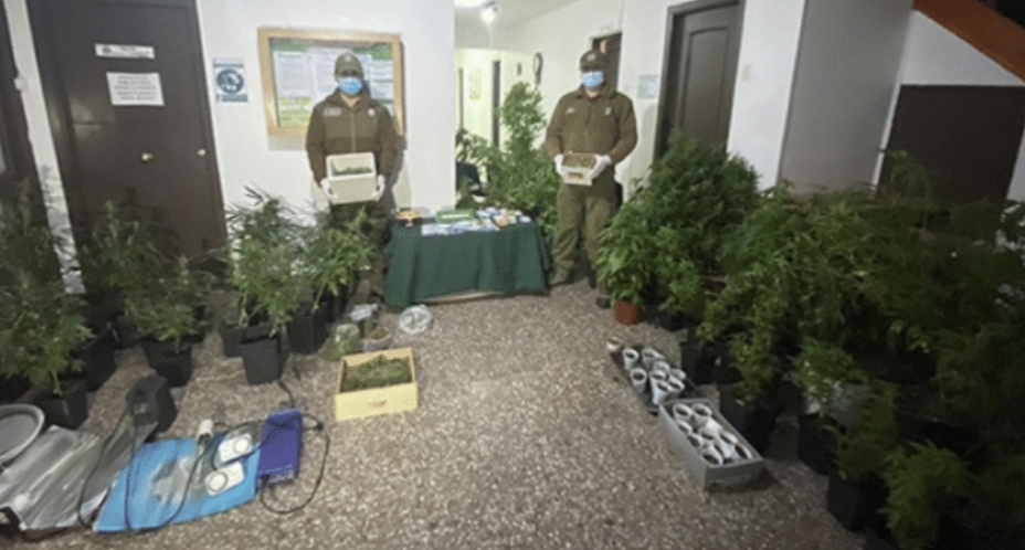 PTA. NATALES: Familia detenida con millonaria cantidad de marihuana PTA. NATALES: Familia detenida con millonaria cantidad de marihuana