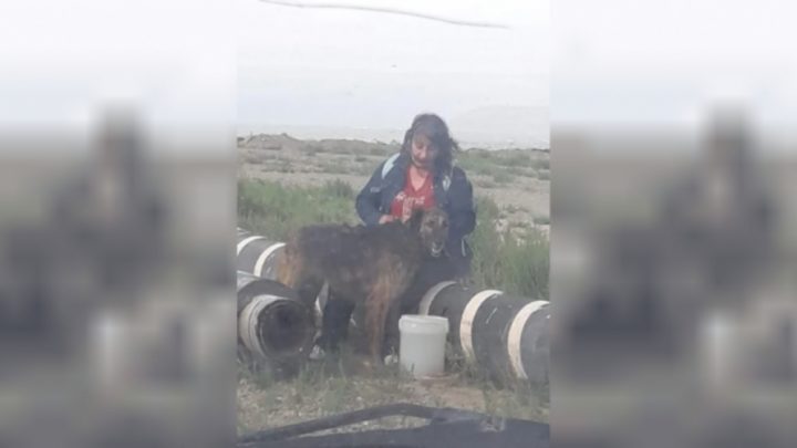 Se mudaron de Comodoro a Tierra del Fuego y perdieron a su perra, finalmente se reencontraron