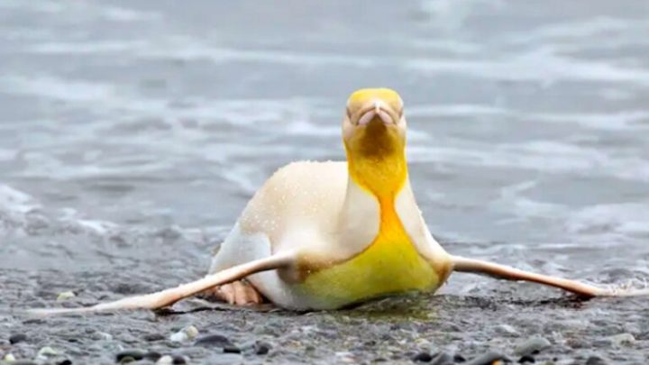 Pingüino amarillo: fotógrafo logra capturar por primera vez a esta particular especie