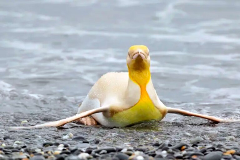 Pingüino amarillo: fotógrafo logra capturar por primera vez a esta particular especie