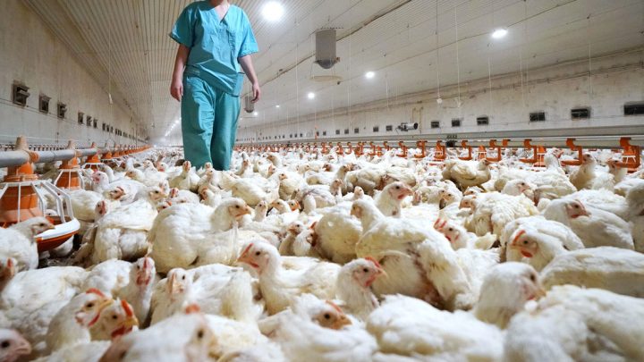 Alerta mundial: detectan el primer caso de transmisión de la gripe aviar H5N8 a seres humanos