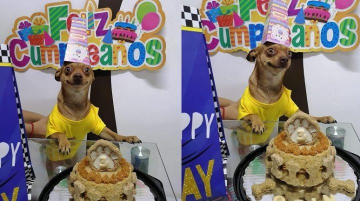 Un perrito se hizo viral al posar con una amplia sonrisa por su cumpleaños