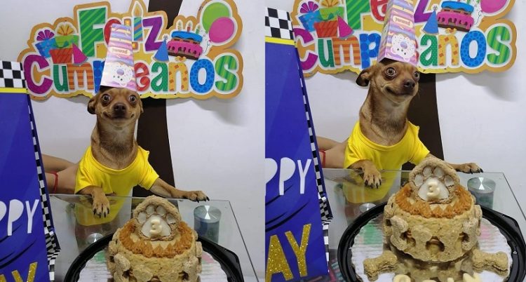 Un perrito se hizo viral al posar con una amplia sonrisa por su cumpleaños