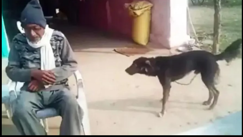 «Me quiere más que mi familia»: decepcionado de sus hijos, le dejó la herencia a su perro