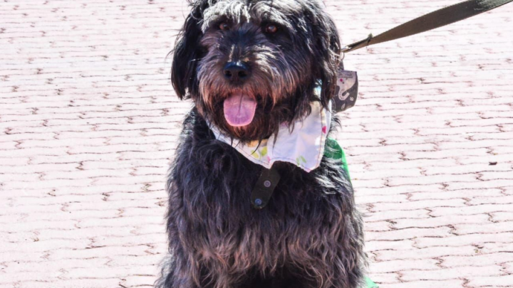 NUEVA EDICIÓN DE “ZOONOSIS MÁS CERCA” EN EL PASEO DE LAS ROSAS