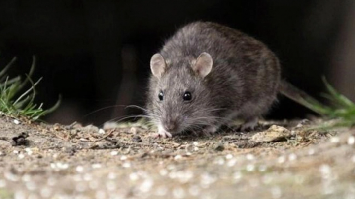 Hantavirus: murió un joven en Bariloche
