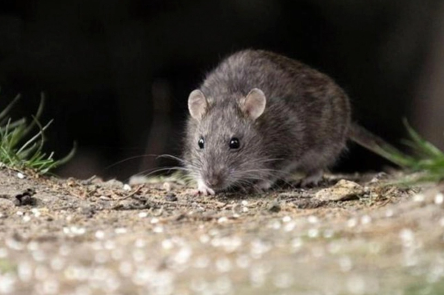 Hantavirus: murió un joven en Bariloche