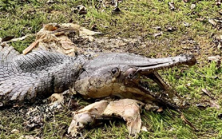 Un pez con cuerpo de cocodrilo y filosos dientes desconcierta a los expertos (obvio, hay fotos)