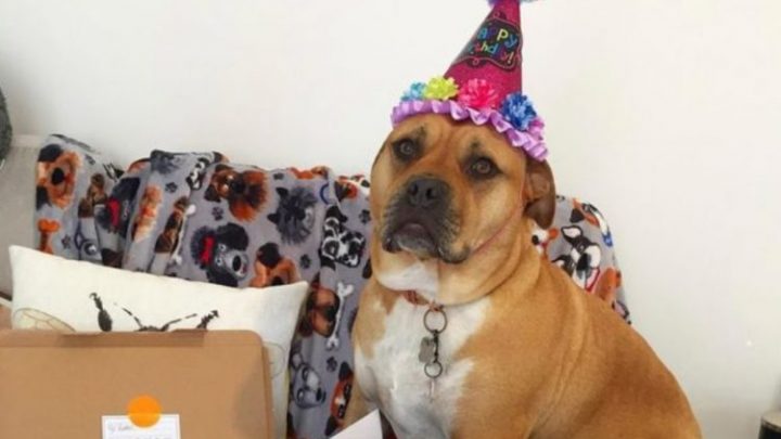 Una familia acompañó a su perrita con cáncer terminal a cumplir sus “últimos deseos”