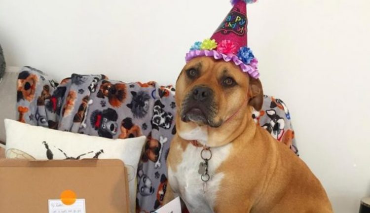 Una familia acompañó a su perrita con cáncer terminal a cumplir sus “últimos deseos” Una familia acompañó a su perrita con cáncer terminal a cumplir sus “últimos deseos”