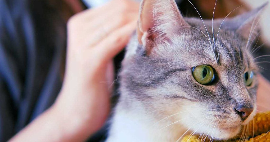Descubrieron el primer gato con Covid-19 tras hacer un test pionero en mascotas Descubrieron el primer gato con Covid-19 tras hacer un test pionero en mascotas