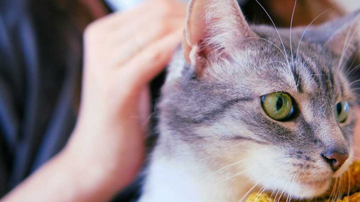 Descubrieron el primer gato con Covid-19 tras hacer un test pionero en mascotas