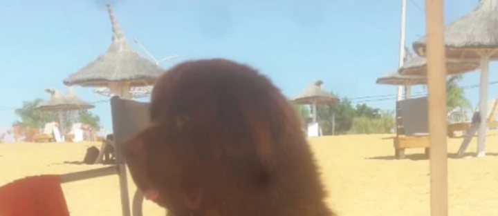 La historia de Sam, el primer perro salvavidas de Corrientes