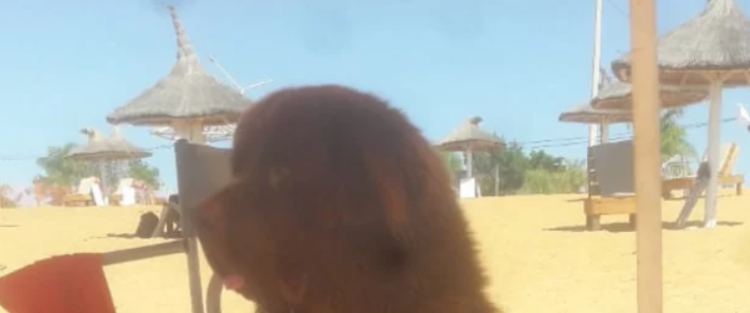 La historia de Sam, el primer perro salvavidas de Corrientes La historia de Sam, el primer perro salvavidas de Corrientes