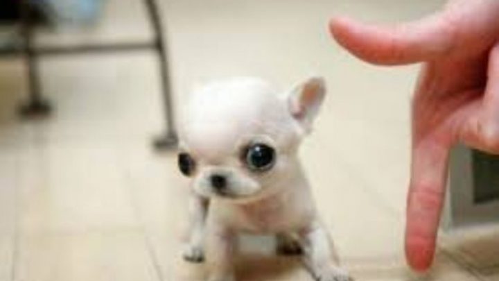 Nació un perro con un solo ojo, dos lenguas y sin nariz