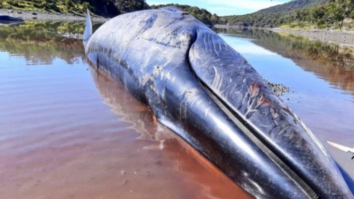 Cuatro ballenas varadas en el Canal Beagle