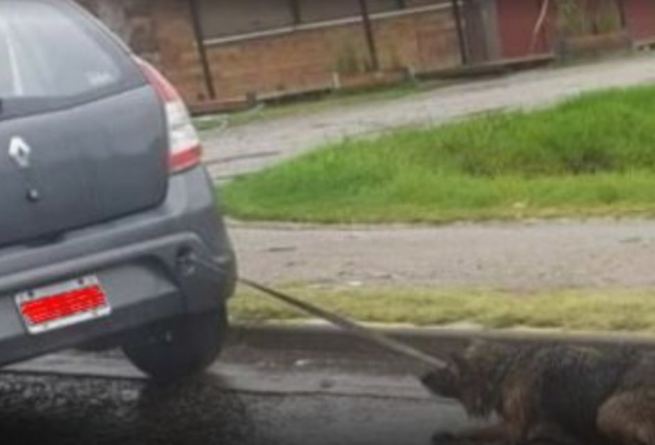 Escracharon a una persona que llevaba al perro atado a su auto Escracharon a una persona que llevaba al perro atado a su auto