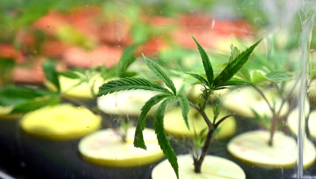 El Ejecutivo Impulsará Una Ley Para Producir Cannabis Con Fines Medicinales E Industriales El Ejecutivo Impulsará Una Ley Para Producir Cannabis Con Fines Medicinales E Industriales