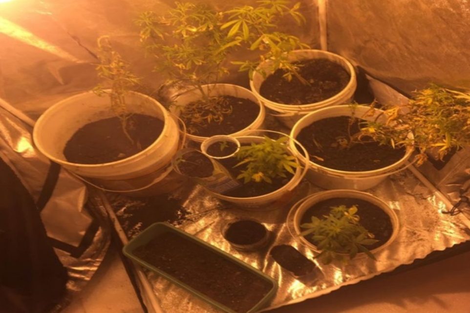 Secuestran plantas de marihuana en Ushuaia