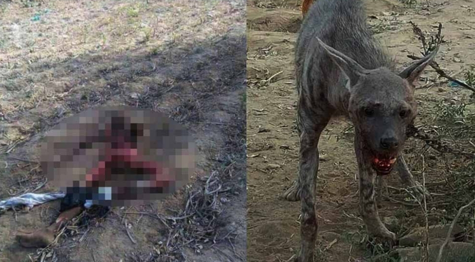 “Se comió un hombre”: terror en el norte por supuesta bestia con apariencia de perro “Se comió un hombre”: terror en el norte por supuesta bestia con apariencia de perro