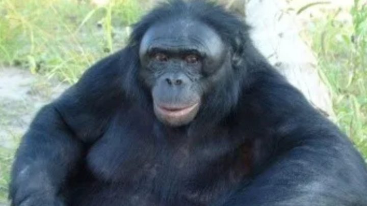 En Estados Unidos ya vacunan a los orangutanes contra el coronavirus