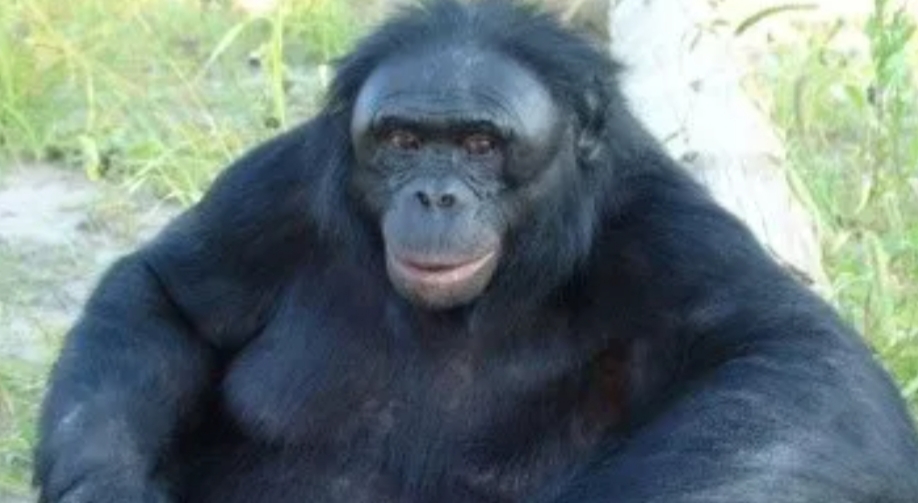 En Estados Unidos ya vacunan a los orangutanes contra el coronavirus En Estados Unidos ya vacunan a los orangutanes contra el coronavirus