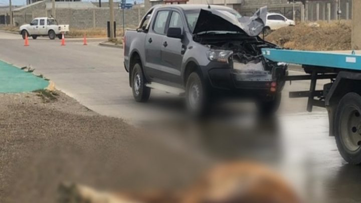 Camioneta atropello un caballo y sus ocupantes huyeron a pie
