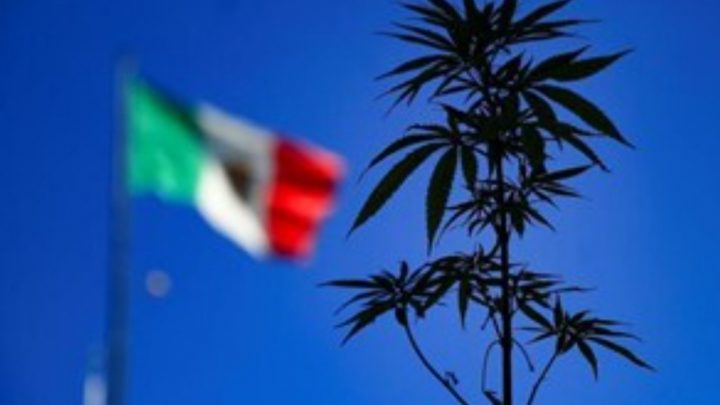 México aprobó en Diputados el consumo lúdico de la marihuana
