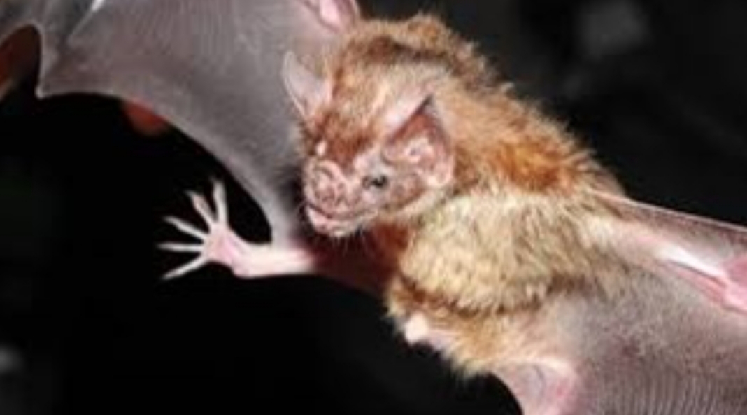 Alarma mundial por el virus Nipah: ¿la causa de la próxima pandemia? Alarma mundial por el virus Nipah: ¿la causa de la próxima pandemia?