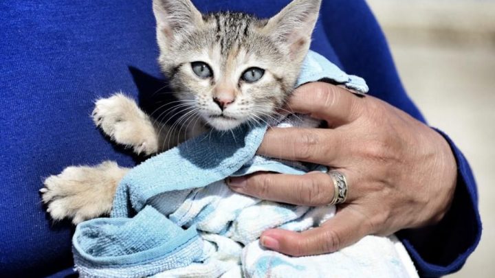 SE REALIZÓ UNA NUEVA JORNADA DE ZOONOSIS MÁS CERCA EN EL CARTEL DE LA CIUDAD DE USHUAIA